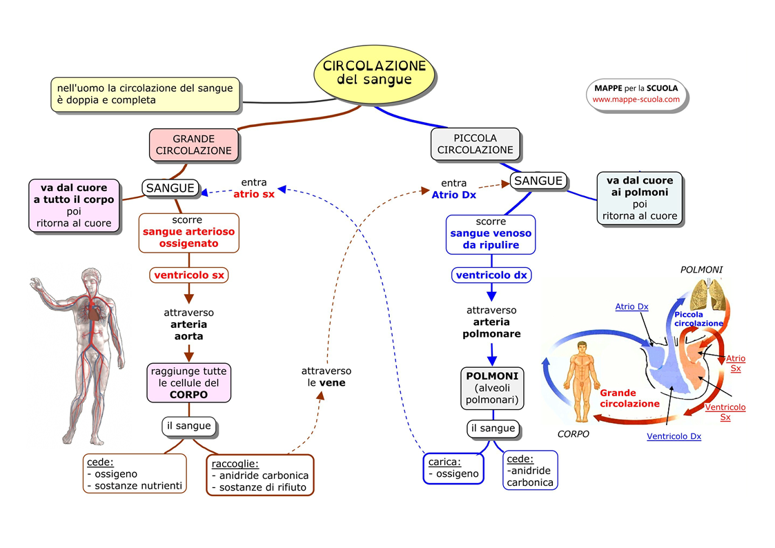 Organizzazione Del Corpo Umano Mappa Concettuale MAPPE CORPO UMANO - Palestra della mente